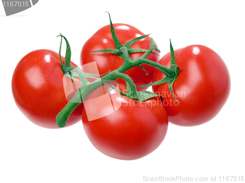 Image of Tomato.