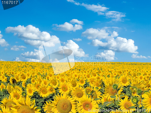 Image of Sunflowers.