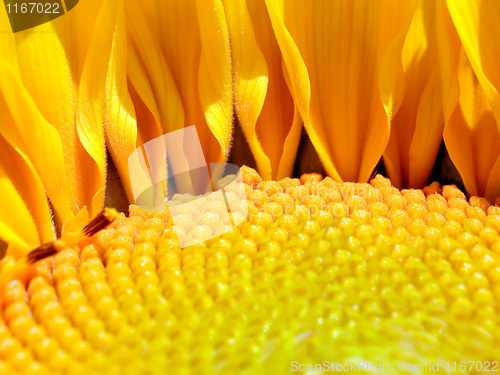 Image of Sunflower.