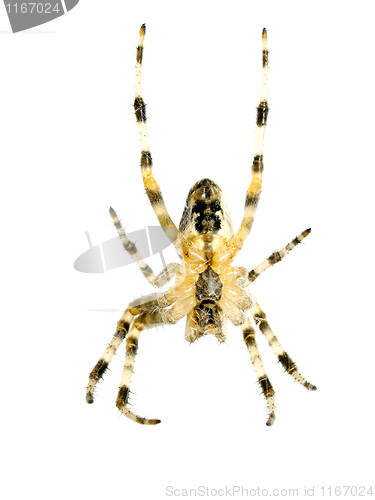 Image of Spider.
