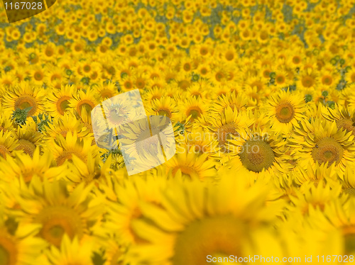 Image of Sunflowers.