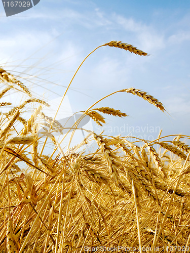 Image of Wheat field.