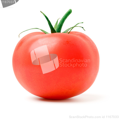 Image of Tomato.