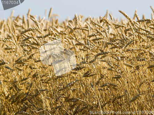 Image of Wheat.