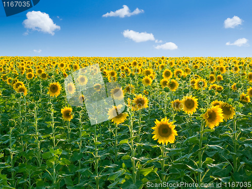 Image of Sunflowers.