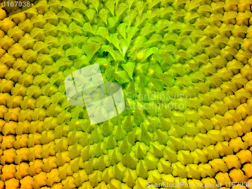 Image of Sunflower texture.