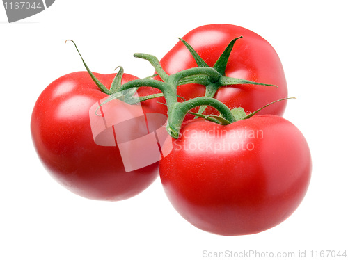 Image of Tomato.