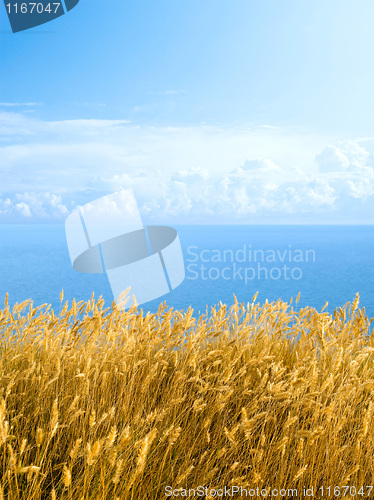 Image of Dried grass.