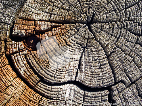 Image of Old wood.