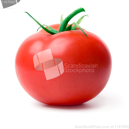 Image of Tomato.