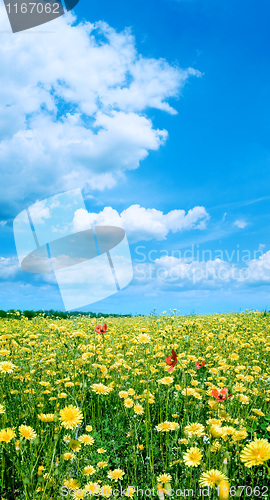 Image of Yellow field.