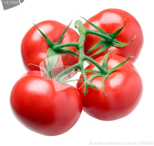 Image of Tomato.