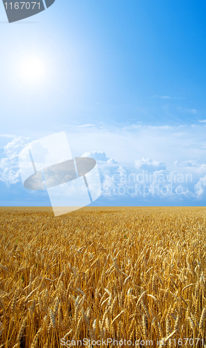 Image of Wheat field.