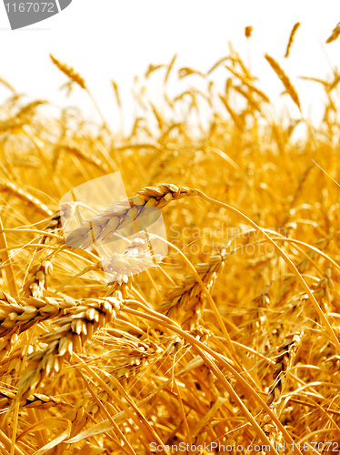 Image of Wheat ears.