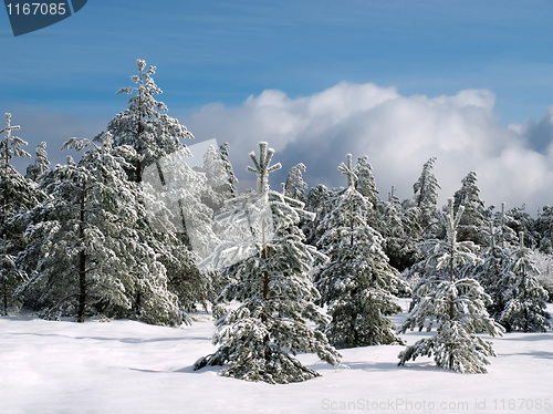 Image of Wintry forest