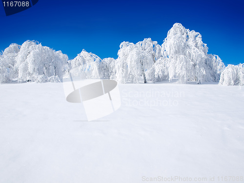 Image of Snowy forest.