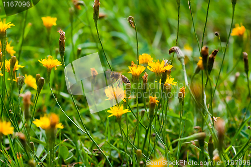 Image of summer flowers