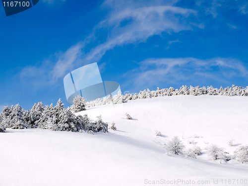 Image of Snowy forest.