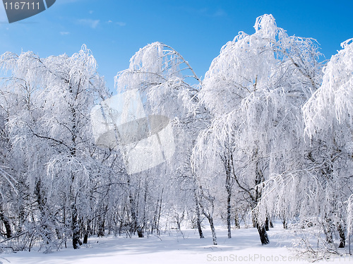 Image of Snowy forest.