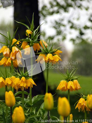 Image of yellow tulip