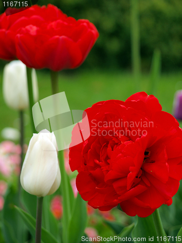 Image of red tulip