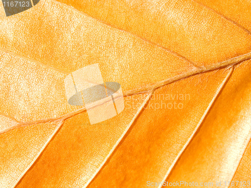 Image of Yellow leaf.