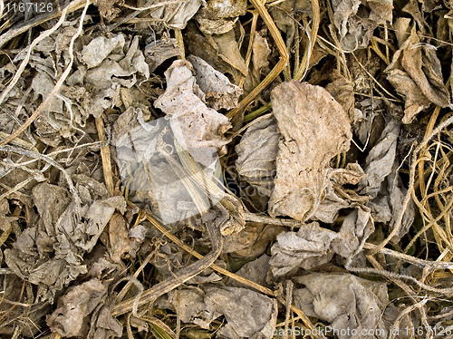 Image of Dried plants.