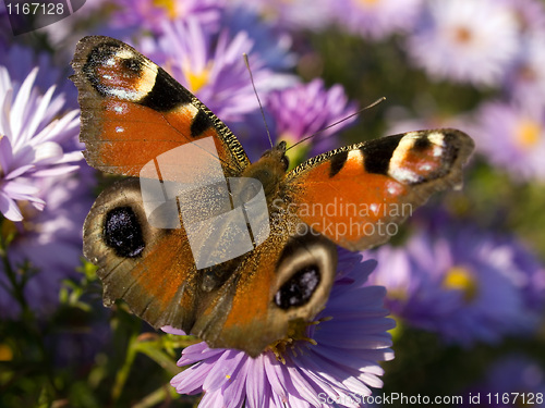 Image of Butterfly.