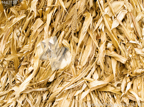 Image of Corn leafs.