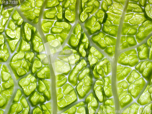 Image of Green organic texture.