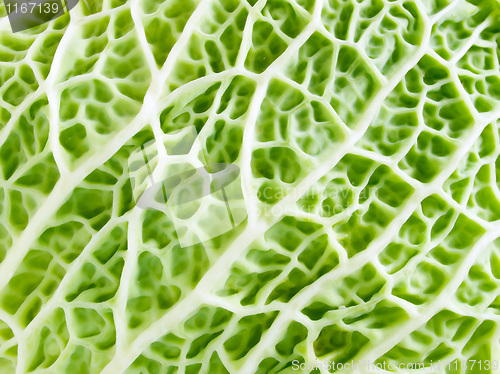 Image of Green organic texture.