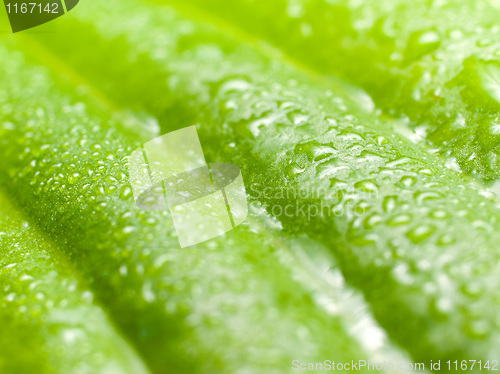 Image of Wet green leaf.