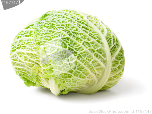 Image of Cabbage.