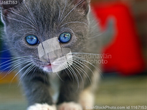 Image of Kitten