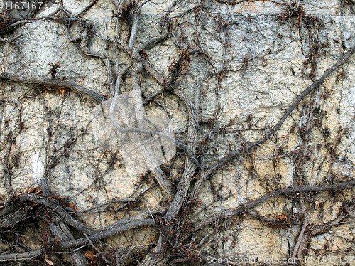 Image of Wall and vine.