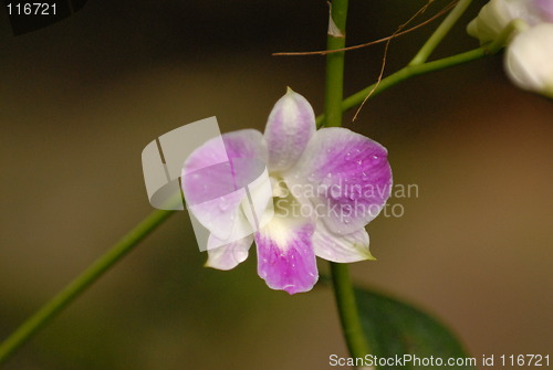 Image of Orchid