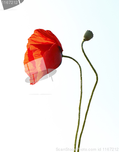 Image of Red poppy