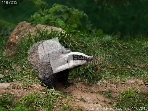 Image of Badger Cub watching