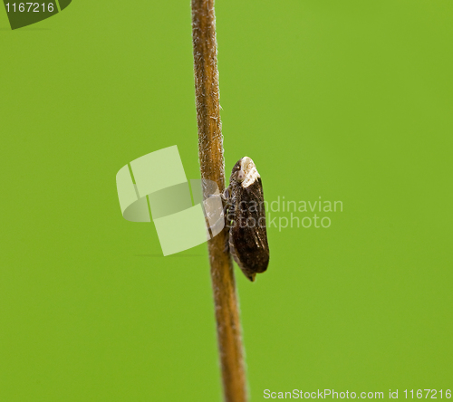 Image of Common Froghopper macro