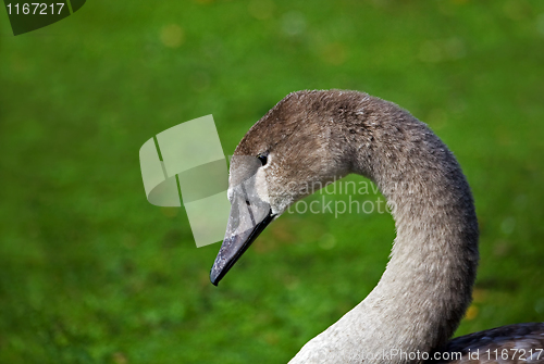 Image of Young Mute Swan Cygnet head shot