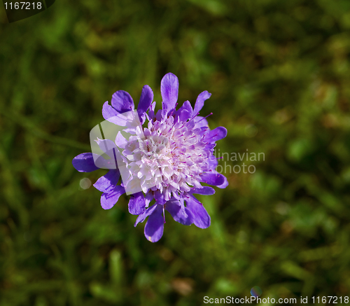Image of Devil's Bit Scabious wild flower