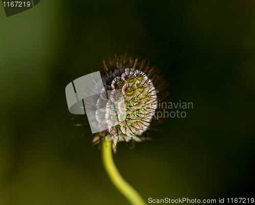 Image of Devil's Bit Scabious Seed Head