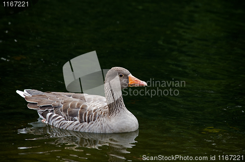 Image of Greylag Goose