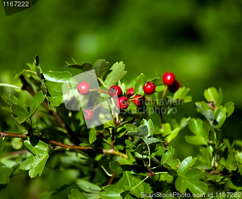 Image of Hawthorn Berries and leaves