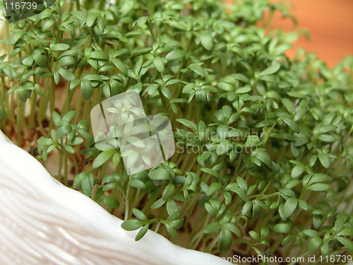 Image of cress