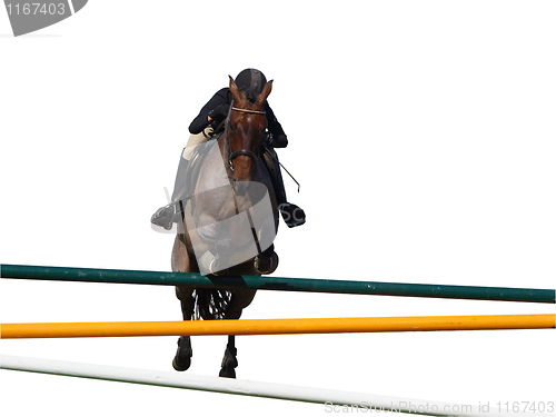 Image of Horse and Rider over a Jump