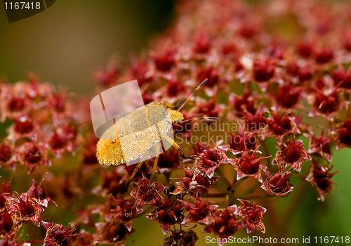 Image of Green Shield Bug yellow morph