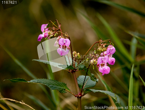 Image of Himalayan Balsam