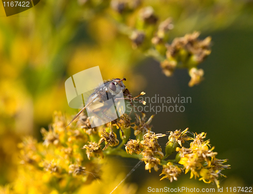 Image of Hoverfly washing legs