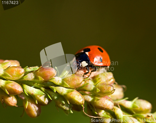 Image of Ladybird seven spot
